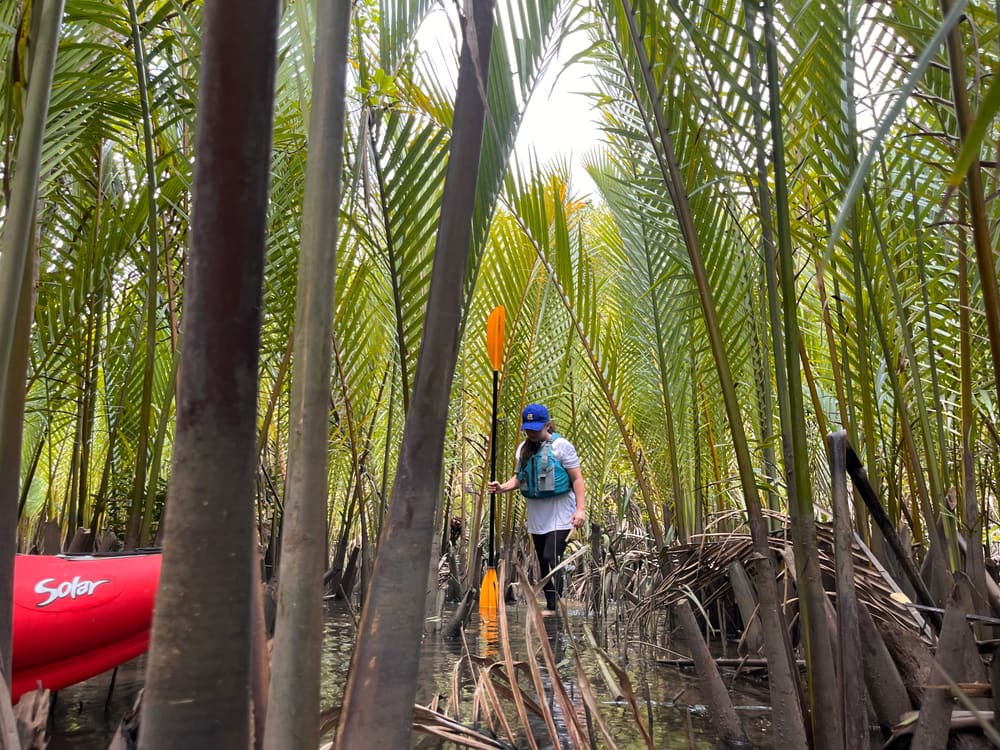 Walking through the mangrove forest